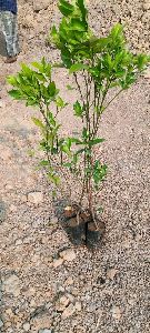 Orange Plants