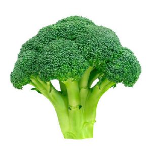 Fresh Broccoli