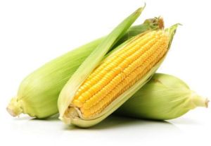 Sweet Corn