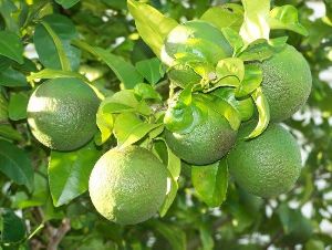 Sweet Lime Mosambi