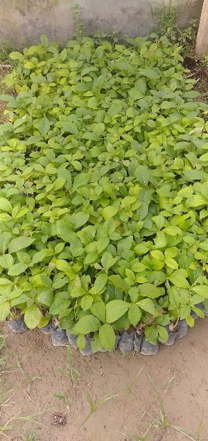 Kagzi Lemon Plant