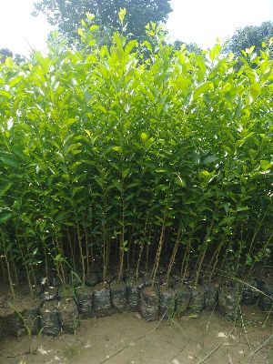 Kagzi Lemon Plant
