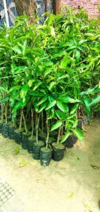 Dasheri Mango Plant