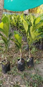 Grafted Jackfruit Plant