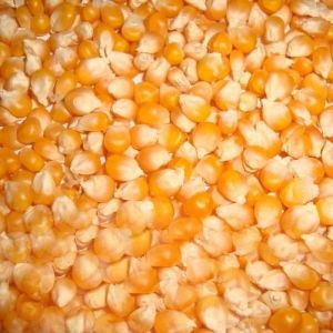 Yellow Maize Seeds