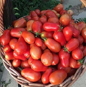 Punjab Chauraha Tomato