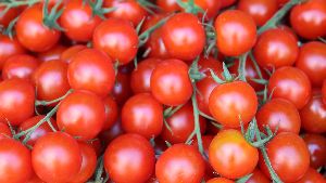 Pusa Upahar Tomato