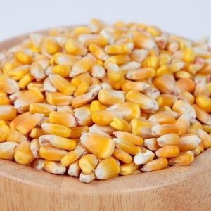 Yellow Corn Seeds