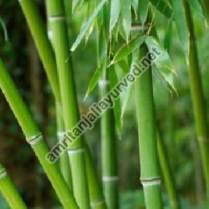 BAMBOO CONTRACT FARMING