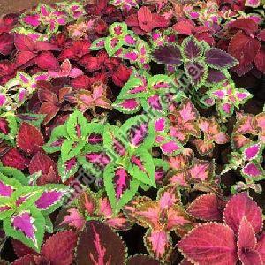 COLEUS CONTRACT FARMING