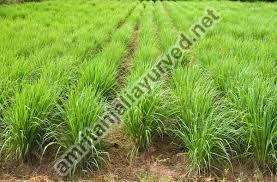 LEMON GRASS CONTRACT FARMING