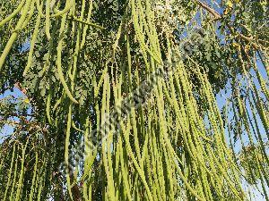 MORINGA CONTRACT FARMING