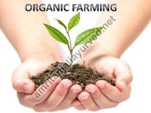 Organic Farming Consultancy Services