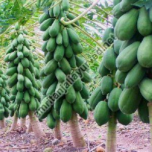 Papaya contract farming