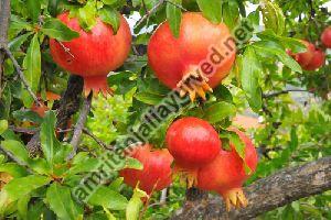 Pomegranate Plant