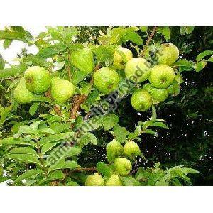 THAI GUAVA CONTRACT FARMING