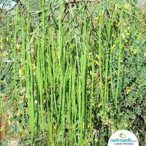 Moringa Plant