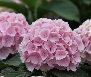 Pink Cut Flowers Hydrangea