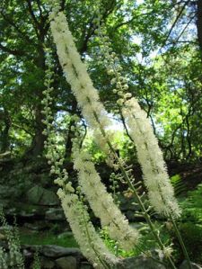 Black Cohosh