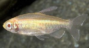 Albino Congo Tetra Fish