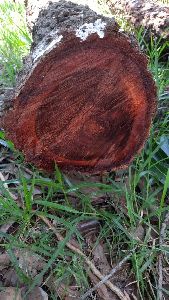 Red Sandalwood Logs