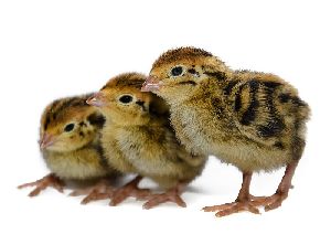 Live Quail Chicks