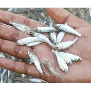 Mrigal Fish Seeds