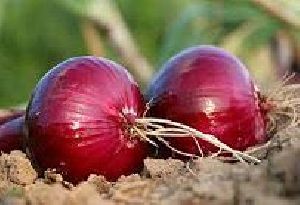 Onion King Organic Liquid Fertilizer