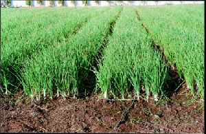 Onion King Organic Liquid Fertilizer