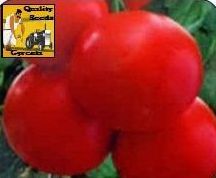 F1 Orion Tomato Seeds