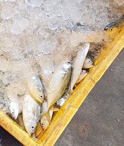 mackerel fish SUPPLY