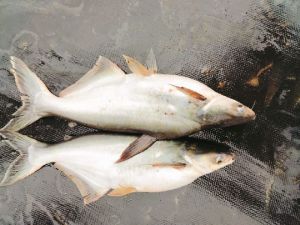 Pangus fish