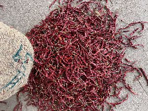 Dry Red Chillies syngenta 5531