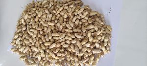 Groundnut