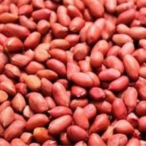 Groundnut Seed