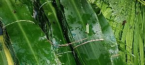 Natural Decorative Green Leaves