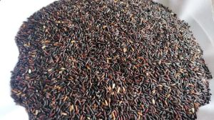 Black Rice