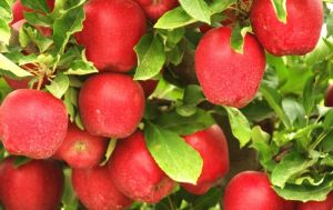 Fresh Himachal Apples