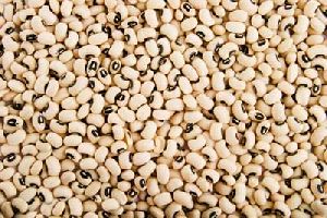 Dried Cowpea