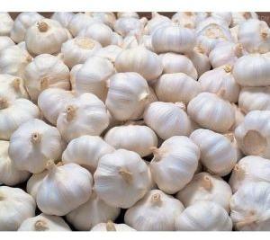 Fresh Garlic