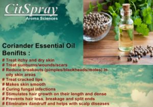 coriander essential oil