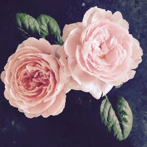 British Rose Fragrance Oil