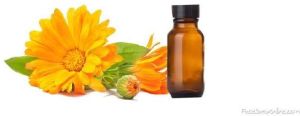 Calendula Oil