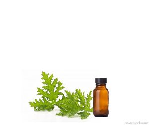 Citronella Oil