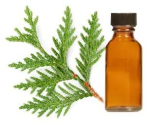 Cypress Oil