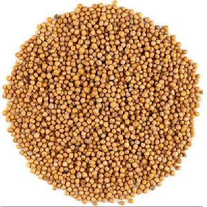 Mustard Seeds