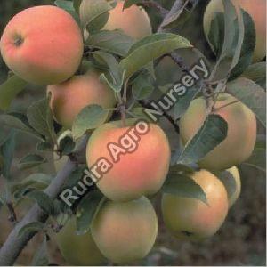 Golden Apple Plant