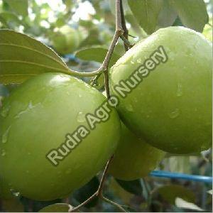 Apple Ber Plant