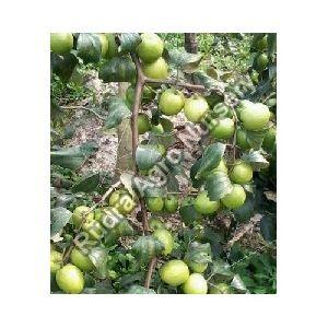 Apple Ber Plant