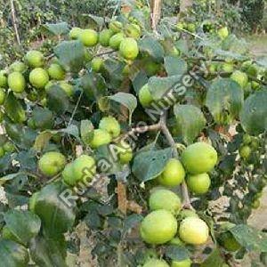 Apple Ber Plant